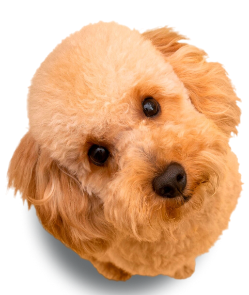 cute_image