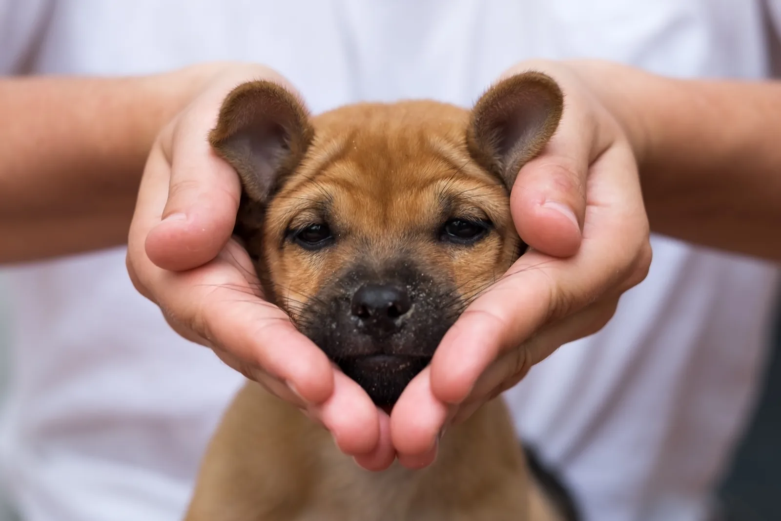 A puppy's face cradled gently in a person's cupped hands